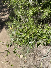Celtis pallida