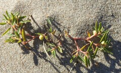 Euphorbia polygonifolia