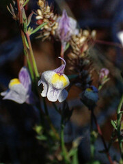 Linaria repens