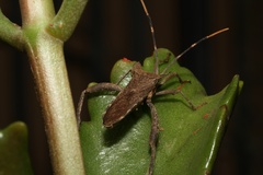 Elasmopoda alata