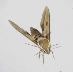 Hyles nicaea