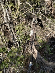 Punctelia bolliana