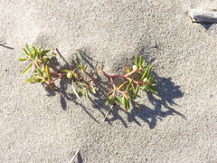 Euphorbia polygonifolia