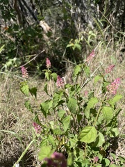 Acalypha phleoides