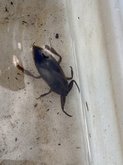 Lethocerus americanus