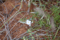 Euploca convolvulacea