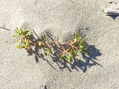 Euphorbia polygonifolia