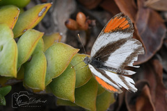 Colotis euippe omphale
