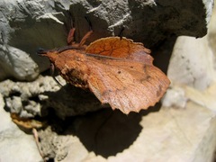 Gastropacha quercifolia