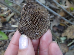 Daedaleopsis confragosa