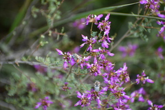 Dalea frutescens
