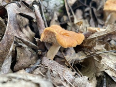 Hydnum umbilicatum