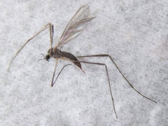 Chioneinae