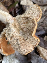 Hydnum umbilicatum
