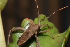 Elasmopoda alata