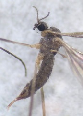 Chioneinae