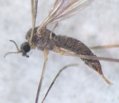 Chioneinae