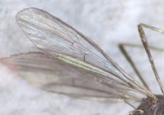 Chioneinae