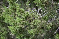 Juniperus pinchotii