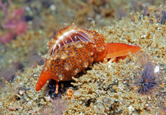 Pseudopusula californiana