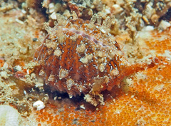 Pseudopusula californiana