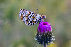 Melitaea cinxia