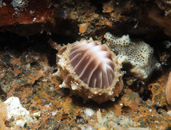 Pseudopusula californiana