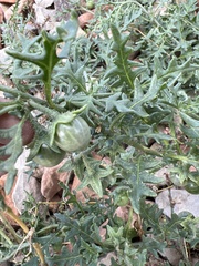 Solanum triflorum