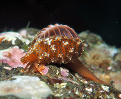 Pseudopusula californiana