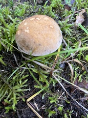 Suillus variegatus