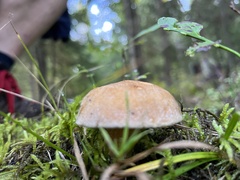 Suillus variegatus