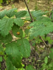 Harmonia axyridis