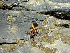 Tropidothorax leucopterus