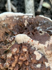 Hydnellum peckii