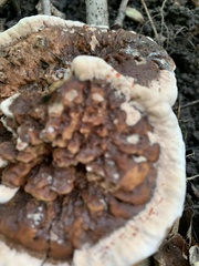 Hydnellum peckii