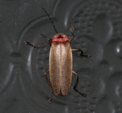 Photinus