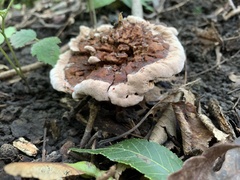 Hydnellum peckii