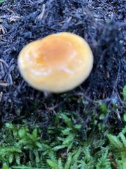 Hypholoma capnoides