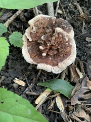 Hydnellum peckii