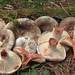 Russula dissimulans - Photo (c) Eric Smith, some rights reserved (CC BY-NC-SA)