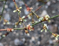 Eriogonum gracile