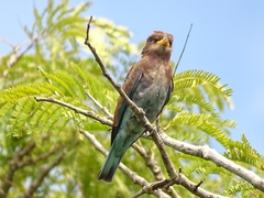 Eurystomus glaucurus