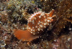 Pseudopusula californiana