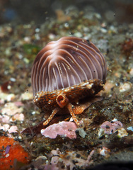 Pseudopusula californiana