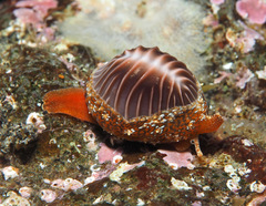 Pseudopusula californiana