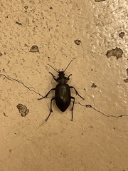 Calosoma