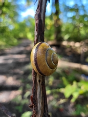Cepaea