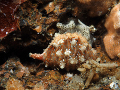 Pseudopusula californiana