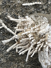 Calliarthron tuberculosum