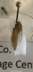 Prairiana